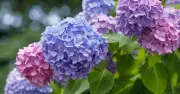 Gardeners Urged to Prune Climbing Hydrangeas in July for Second Bloom