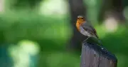 Gardeners Urged to Refill Bird Baths Daily to Protect Robins This Summer