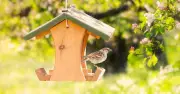 Gardeners Urged to Soak Dried Mealworms in Water for Birds in July