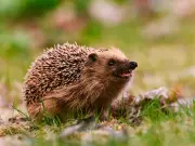 Gardeners Urged to Stop Using Slug Pellets to Protect Hedgehogs