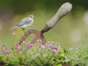 Gardeners Urged to Top Up Bird Baths Daily to Protect Robins This Summer