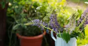 Gardeners Urged to Turn Plant Pots Upside Down to Protect Amphibians from Heat