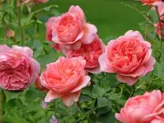 Gardeners Urged to Water Roses in Morning to Prevent Fungal Diseases