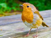 Gardeners Warned: Avoid Feeding Robins Suet Balls in July Heat