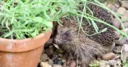 Gardeners Warned: Avoid Slug Pellets to Protect Hedgehogs from Harm