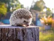 Gardeners Warned: Netting and Milk Pose Deadly Risks to Hedgehogs