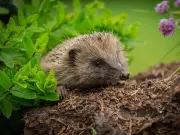 Gardeners Warned: Never Use Slug Pellets to Protect Hedgehogs