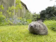 Gardeners Warned: Slug Pellets Deadly to Hedgehogs at Extinction Risk