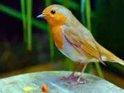Gardeners Warned: Stop Feeding Robins Suet Balls in July Heat