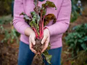 Gardeners Warned: Stop Harvesting Rhubarb in July or Risk Thinner Stalks Next Year