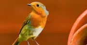 Gardeners Warned: Stop Leaving Fat Balls for Robins in July Heat