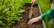 Gardeners' World: Plant These Vegetables Now for Autumn Harvest