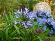 Gardening Expert: 3 Plants That Thrive Without Watering in UK Heat