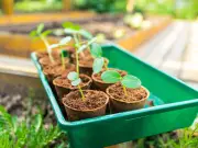 Gardening Expert Names Five Seeds to Sow in August for Bumper Harvest