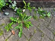Gardening Expert Reveals Boiling Water as Effective Weedkiller