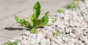 Gardening Expert Reveals Boiling Water as Simplest Way to Kill Patio Weeds