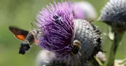 Gardening Expert Reveals Plants to Attract Colourful Wildlife Year-Round