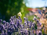 Gardening Expert Reveals Simple Summer Trim to Stop Lavender Going Leggy