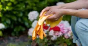 Gardening expert Ryan Dowsell shares 4 golden rules for heatwave plant care