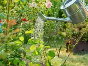 Gardening expert shares four essential heatwave plant care tips