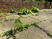 Gardening Expert Urges Patio Weed Removal with Boiling Water