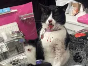 Gateshead Cat Rescued After Being Run Over by Car, Left 'Close to Death'