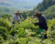 Georgia's Soviet-era tea plantations brew up a luxury renaissance