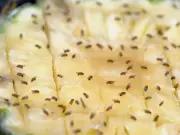 Get Rid of Fruit Flies This Summer with a 1p Coin You Already Have at Home