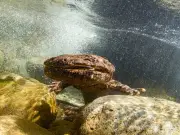 Giant monster salamander fossil identified after 30-year mystery