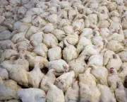 Global Livestock Boom Threatens Wildlife and Climate, Report Warns