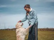 Golden Retriever 'Moos' Instead of Barking, Loves Cows