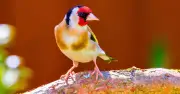 Goldfinches Return Daily If You Grow This Common Flower They Love