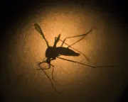 Google's plan to release 32 million sterile mosquitoes: lessons from Australia