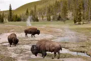Grandfather Tossed 8ft by Bison at Yellowstone National Park