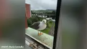 Granny spends fortune feeding seagull Joey fresh fish daily
