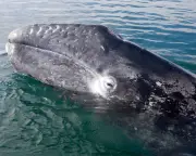 Gray Whale Die-Off: Climate Crisis Threatens Pacific Population
