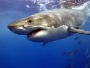 Great White Sharks and Deadly Jellyfish Could Head to UK as Summer Beaches Become Dangerous