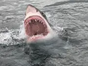 Great White Sharks and Toxic Jellyfish Could Invade UK Beaches Due to Climate Change