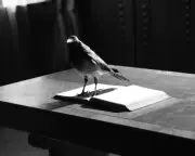 Grief Is the Thing With Feathers Audiobook Review: Russell Tovey's Bravura Narration