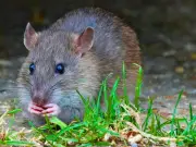 Grow 1 Cheap Plant to Repel Rats From Your Garden Forever
