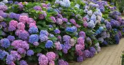 Grow More Hydrangeas for Free: 4 Simple Steps by Gardener Simon Akeroyd