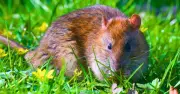Grow This Common Herb to Keep Rats Out of Your Garden Naturally
