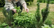 Growing Herbs in Your Garden This Summer: Easy Guide by David Domoney