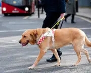 Guide Dog Owners Face Everyday Ignorance and Denial of Access