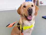 Guide Dogs Hosts Hamilton Puppy Fostering Info Event on July 29