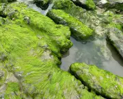Gutweed at Charmouth Beach Tells Story of Water Pollution