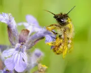 Heatwaves halve bee sperm activity, study finds