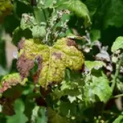 Heatwaves Ruin French Vineyards as English Wine Enjoys Golden Age