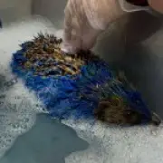 Hedgehog Painted Blue and Yellow in Leeds United Colours Nearly Dies