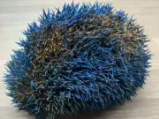 Hedgehog Painted in Football Colours Almost Dies, Rescue Says